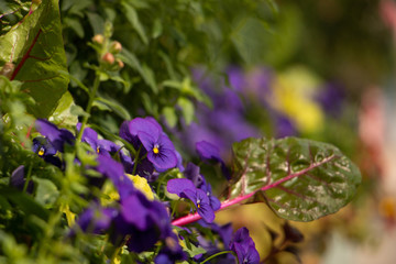 window flower baskets bokeh