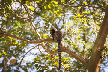 Sagui monkey (Mico Estrela) in the wild in Rio de Janeiro, Brazil