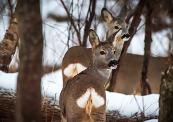Roe Deer