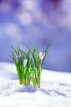 Fototapeta beautiful snowdrop flower lilac crocuses climbed out in the spring in the Park in the warm Sunny day