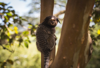 Sagui monkey (Mico Estrela) in the wild in Rio de Janeiro, Brazil