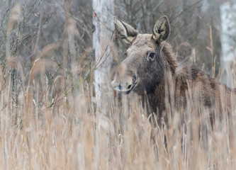 Moose