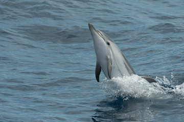 Fototapeta premium Dauphin bleu et blanc