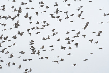 flock of birds