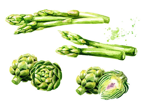 Fresh green asparagus and artichokes set. Watercolor hand drawn illustration,  isolated on white background