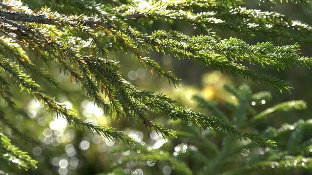 Branches of tree with green forest background