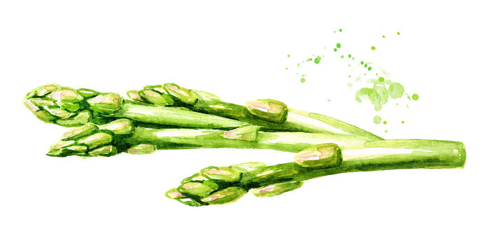 Fresh green asparagus Watercolor hand drawn horizontal illustration  isolated on white background