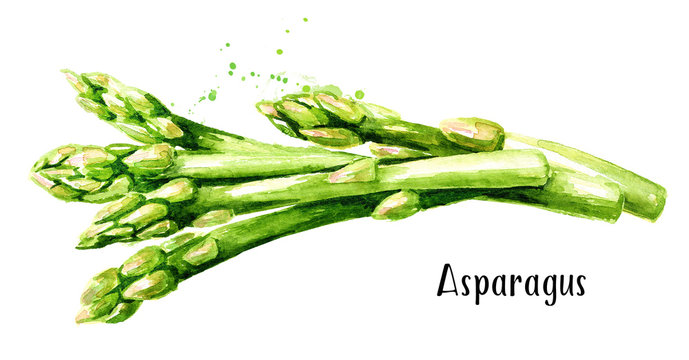 Fresh green asparagus. Watercolor hand drawn horizontal illustration  isolated on white background