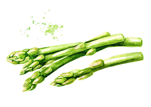 Fresh green asparagus. Watercolor hand drawn illustration  isolated on white background
