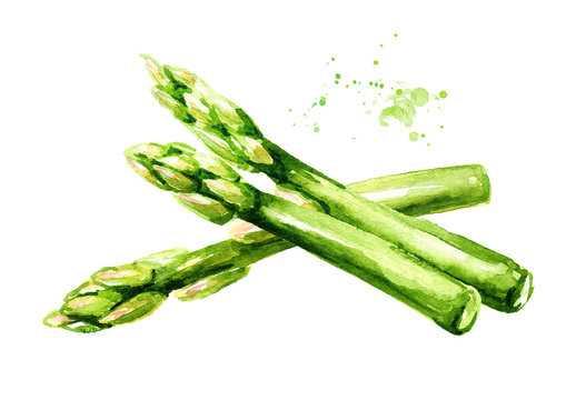 Fresh green asparagus. Watercolor hand drawn illustration,  isolated on white background