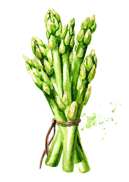Sprouts of fresh green asparagus, Watercolor hand drawn illustration, isolated on white background