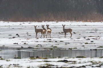 Roe Deer