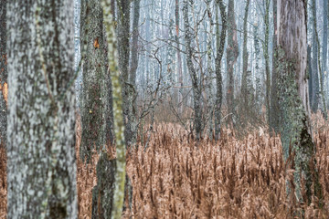 forest in Belarus
