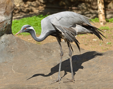 Demoiselle crane (Grus virgo)