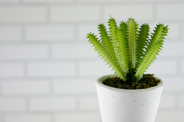 Beautiful green flowerpot in front of brick pattern wallpaper in the modern office or home