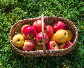 Ripe juicy red and yellow apples in the vintage wicker basket on the green grass on sunlight