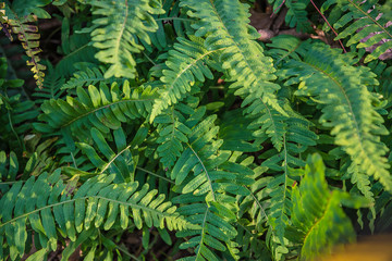 Fern leaves on the sunlight