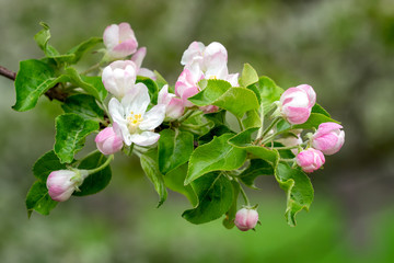 Blooming apple tree in spring time. Spring nature