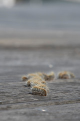 Chenille