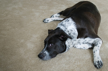 Mixed breed dog lying on rug looking up