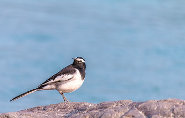 White Wagtail