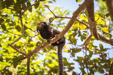 Sagui monkey (Mico Estrela) in the wild in Rio de Janeiro, Brazil