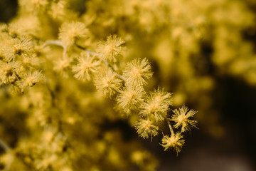 Close up view of mimosa flower in bloom in the sunlight. Acacia Dealbata.   