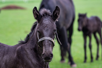 Foals in the meadow. Black kladrubian horse