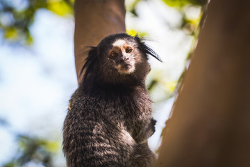 Monkey Sagui (Mico Estrela) in the wild in Rio de Janeiro, Brazil. Small Brazilian monkey in danger of extinction. Concept of extinction.