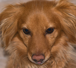 detailed close up of the face of a small, red, long-haired mixed breed dog with the tip of his tongue sticking out