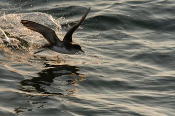 Fototapeta premium Puffin