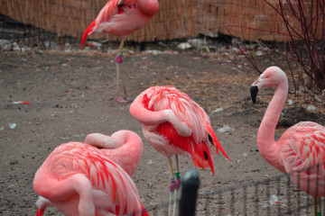 group of flamingos