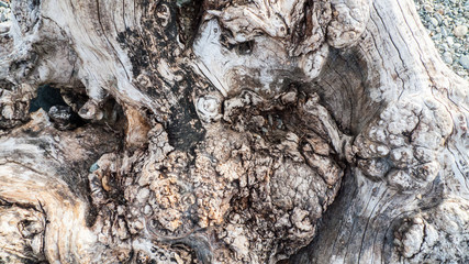 Alter knorriger Baum, Olivenbaum, mit Verknorpelungen und Astlöchern