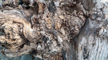 Alter knorriger Baum, Olivenbaum, mit Verknorpelungen und Astlöchern