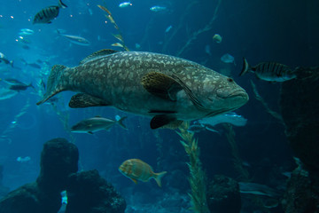 Naklejka premium A grouper (Epinephelus marginatus) swimming in an aquarium in the foreground