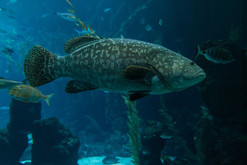 A grouper (Epinephelus marginatus) swimming in an aquarium in the foreground