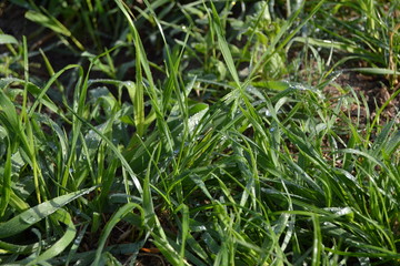 green grass with water drops