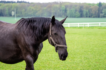Black kladrubian horse with halter on green meadow.