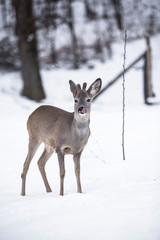 Reh steht im Schnee und leckt sich das Maul