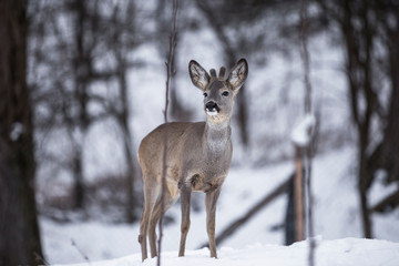 Reh steht stolz im Schnee