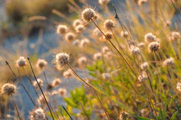 Sunset light through thorn or bur flowers and grass