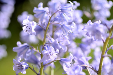 Close up of blooming bluebells. With blurred hyacinths on a blurred green colored background.