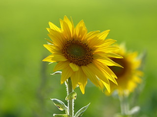 Sonnenblumen