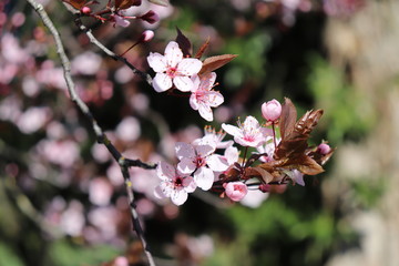 ARBRE PRUNUS A FLEURS ROSES