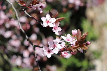 ARBRE PRUNUS A FLEURS ROSES