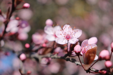 ARBRE PRUNUS A FLEURS ROSES