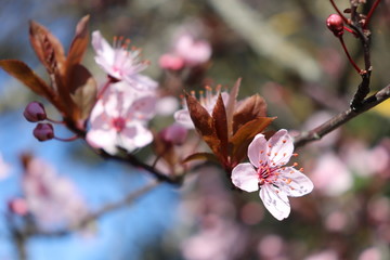 ARBRE PRUNUS A FLEURS ROSES