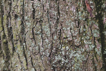 tree bark texture