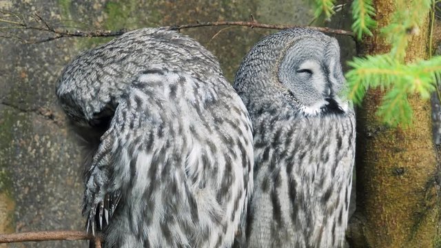 Two great gray owls sitting on a branch portrait.