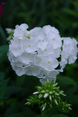 white flowers in garden